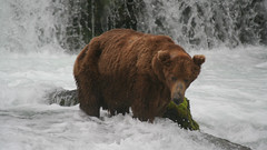 Niedźwiedź grizzli pod wodospadem Brooks