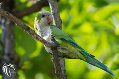 Wild Monk Parrots of Edgewater NJ | 2016