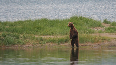 Niedźwiedź grizzli - na stojaco widać dalej
