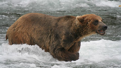 Niedźwiedź grizzli