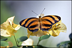 Papillons | Butterflies
