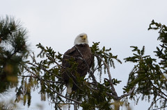 Eagle Spotting II | 2015