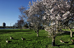 Boston Blossoms - 50D