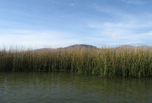 Lac Titicaca: des roseaux et des roseaux...
