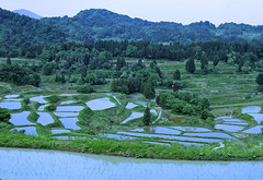2015.May:越後 ricefield,beeech,gorge 棚田:渓谷: