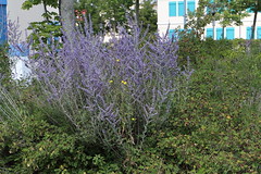 Perovskia atriplicifolia, Silber-Perowskie