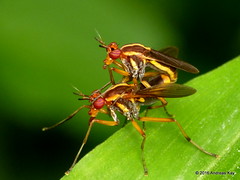 Diptera of Ecuador