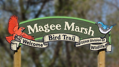 Magee Marsh,Ohio 2015