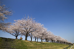 桜 - SAKURA - Cherry Blossoms -
