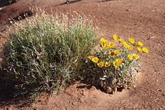 Utah wildflowers and plant