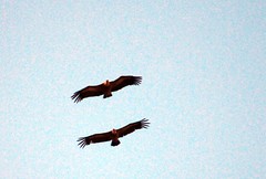 Vultures in the Jonte gorge
