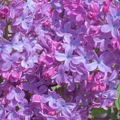 Plants: Lilacs