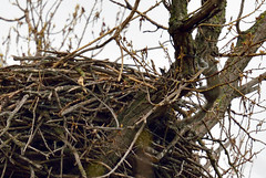 Bald Eagle's Nest in St. Paul, Minnesota