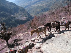 Nepal - Annapurna trek day 2