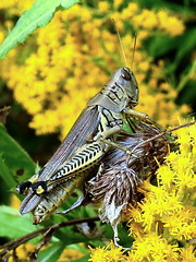 Grasshoppers, Crickets, Katydids 
