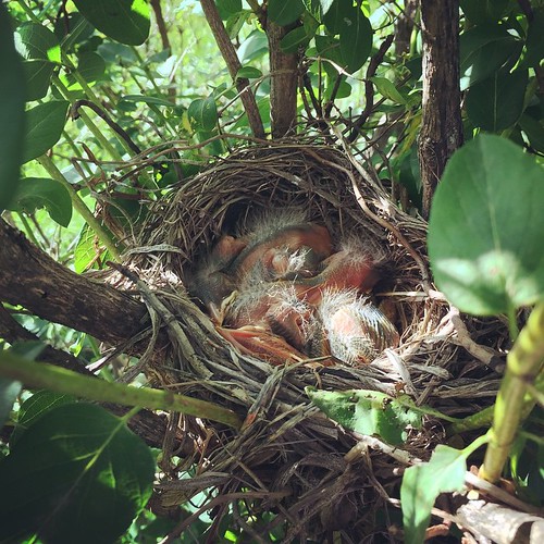 Growing baby birds in our garden this year
