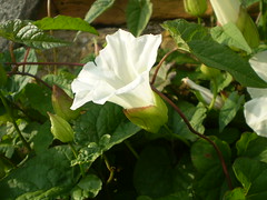 Convolvulaceae (Bindweed Family)