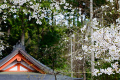 京都・春 in 2015