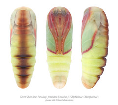 Lepidopteran pupae