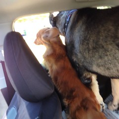 Mertie and Leroy loving a road trip!