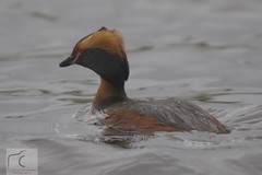 Slavonian Grebes