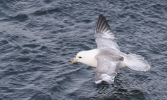 Albatrosses, Shearwaters, Petrels, & Storm-Petrels