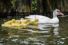 Muscovy Duck Family - Fletcher Lake | 2015