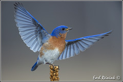 Bluebird (Eastern)