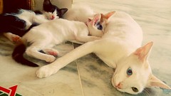 Kitty, the sectoral heterochromic cat and her three kittens   #sectoral #heterochromia #kittens #cat #sleeping