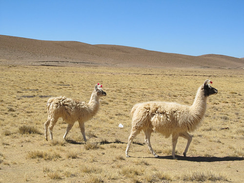 Le Sud Lipez: des lamas blancs