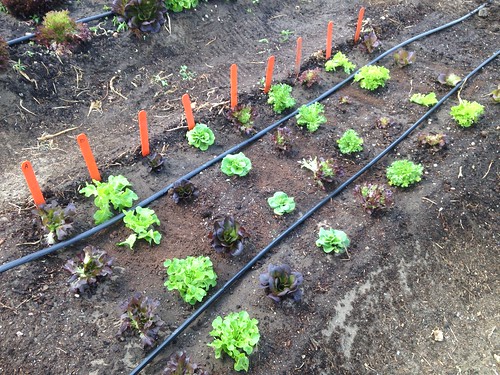 Succession planting for salanova lettuces