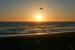 A Cambria Sunset