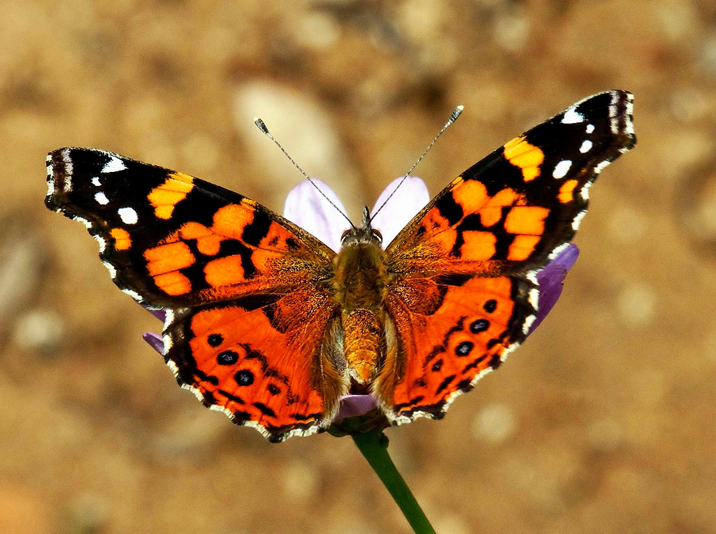 Painted Lady butterfly. Credit SD Dirk, flickr