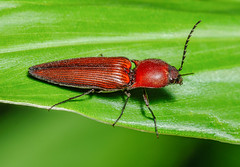 Click Beetles (Elateridae)