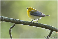 Warbler (Prothonotary)