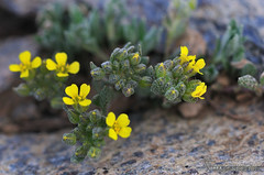 Sierra Nevada : Flora :Elementos del Sector Nevadense
