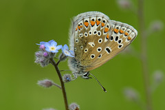 British butterflies: Lycaenidae