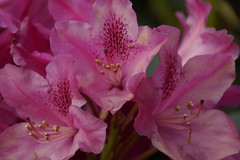 Azaleen & Rhododendren
