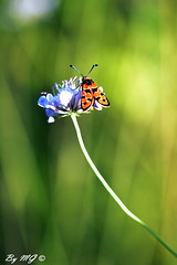 papillon "Nikon"