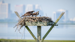 Birds of Forsythe - Osprey | 2015