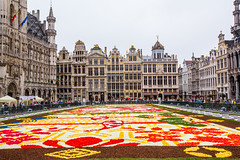 Belgique - Bruxelles - Grand-Place - Tapis de Fleurs 2016