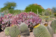 Desert Botanical Garden, AZ