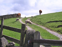 Farm scenes