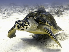 2014 GC - Sea Turtle