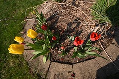 OVerhead view of tulips