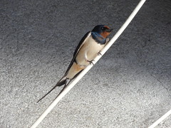 Swallows / Hirondelles