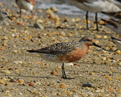 Delaware Shore Birds
