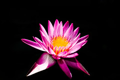 Water lily HI-Res