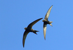 Martins, Swallows and Swifts.