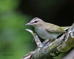 Viréo aux yeux rouges (Red-eyed Vireo)
